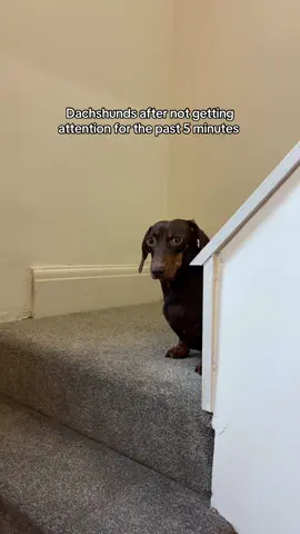 24/7 attentions needed 👀 #fy #dachshund #pet #dachshundsoftiktok #sausagedog 