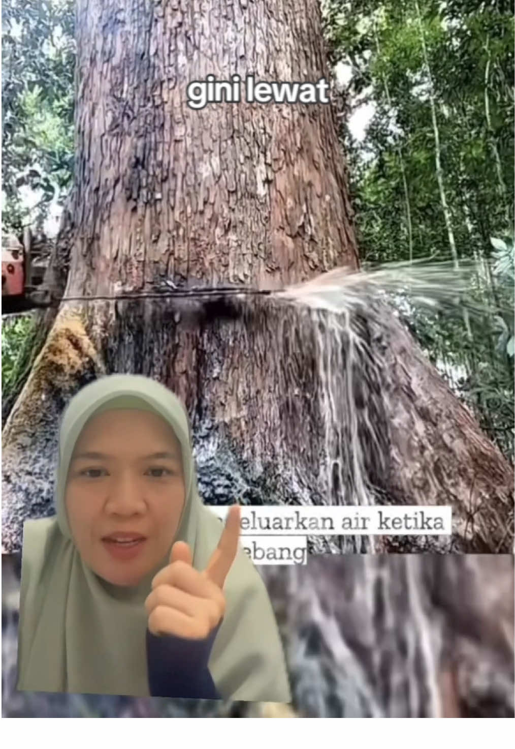 Salah satu fungsi pohon di hutan: menjadi “toren” air