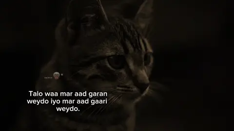 qoraal iso qor video Ayan Kaso samenaya 🙌🏾🤍 #fypviral #fyシviral #maahiz #foryou #foryoupage 