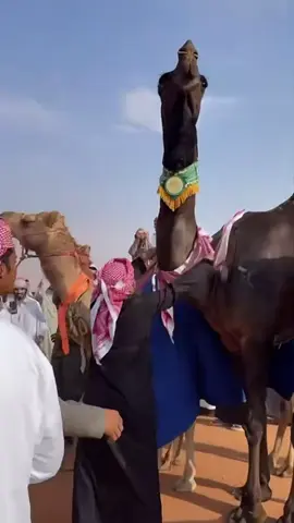 يا كثر الزيننن 🥇🥇🔥🔥.  
ٍ 
ٍ #اكسبلور #explore #fyp #الدواسر #الصياهد 