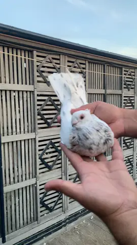 عشق الطراطير 🕊️🖤