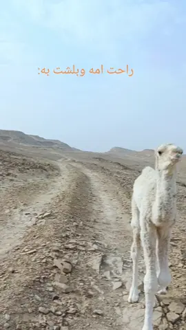 #explore #قمراء #ماشاءالله #educatoraward 