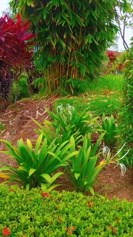 #گلهای زیبا با یک آهنگ هزارگی بسیار زیبا 