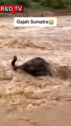 A baby elephant was swept away by a flash flood #BabyElephant #Wildlife #flashflood 