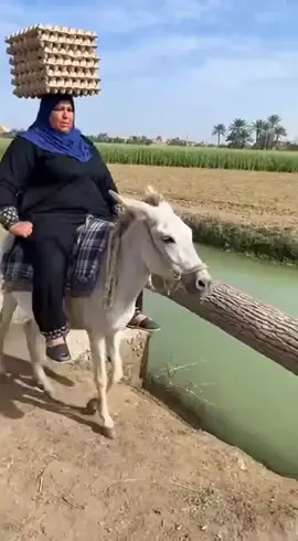 الحمار الاصيل 😂#كوميديا 