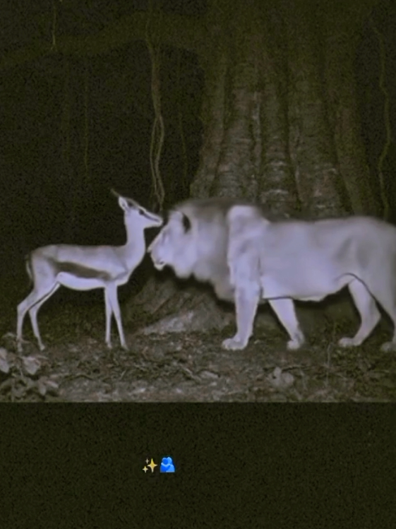 لك وينك انتي 