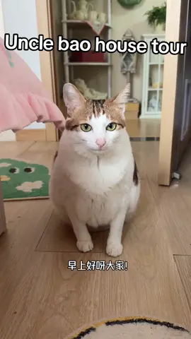 Room tour✨️Finally got my dream home, it's amazing! #unclebao #cute #cat #fyp #fypdong 