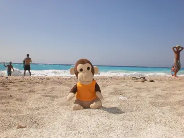 #targetaudience #monkey