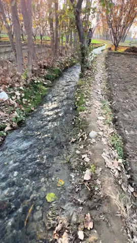 Tol Pukhtana 🫀 | Karan khan🥰#pashtosong #karankhanmusic #naturevibes #foryou #viral 