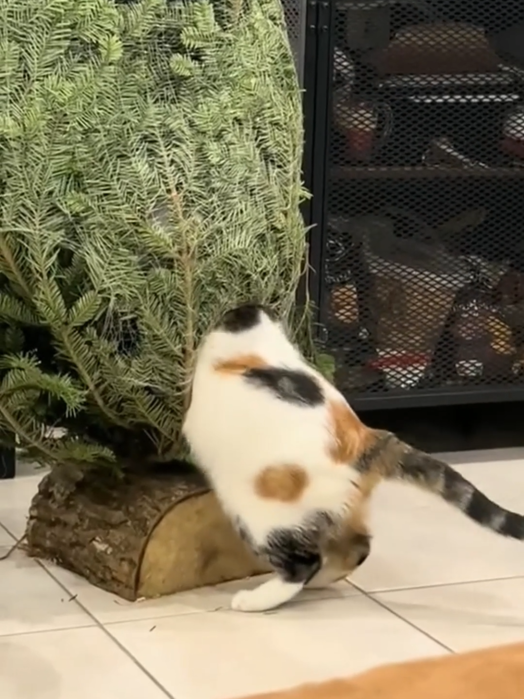 Часть 117: Ёлки рай для котов, новогодний движ. #приколы #кот #новыйгод #животные #хочуврекомендации 