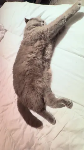 #cat #catsoftiktok #chat #fyp #fypシ 