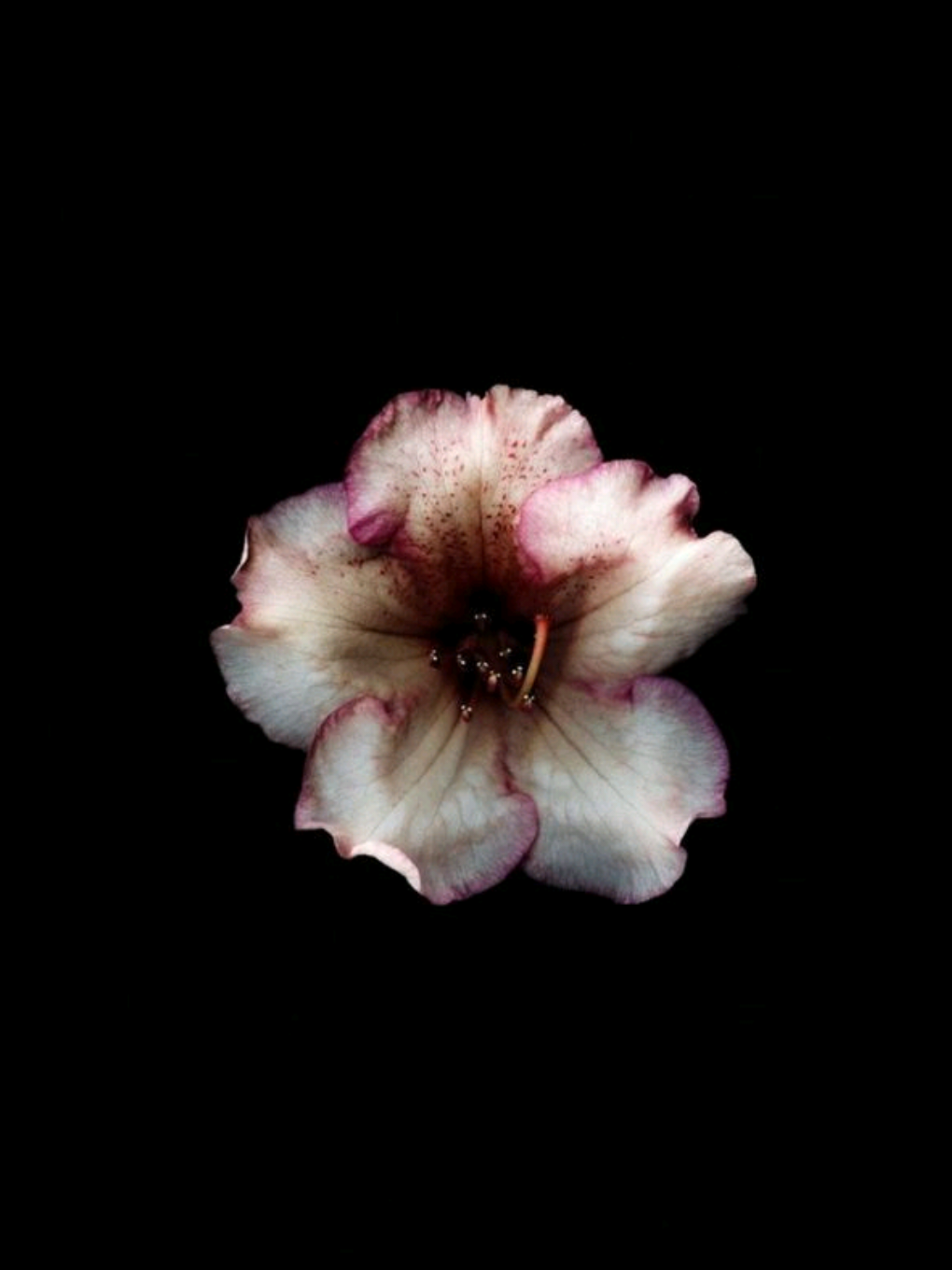 Mockingbird:) 🕊✨ یه اهنگ قدیمی اما شاهکار🛐 .  .  .  #lyrics #lyricvideo #music #fyp #foryou #persianmusic #songlyrics #sadvibes #tiktokmusic 