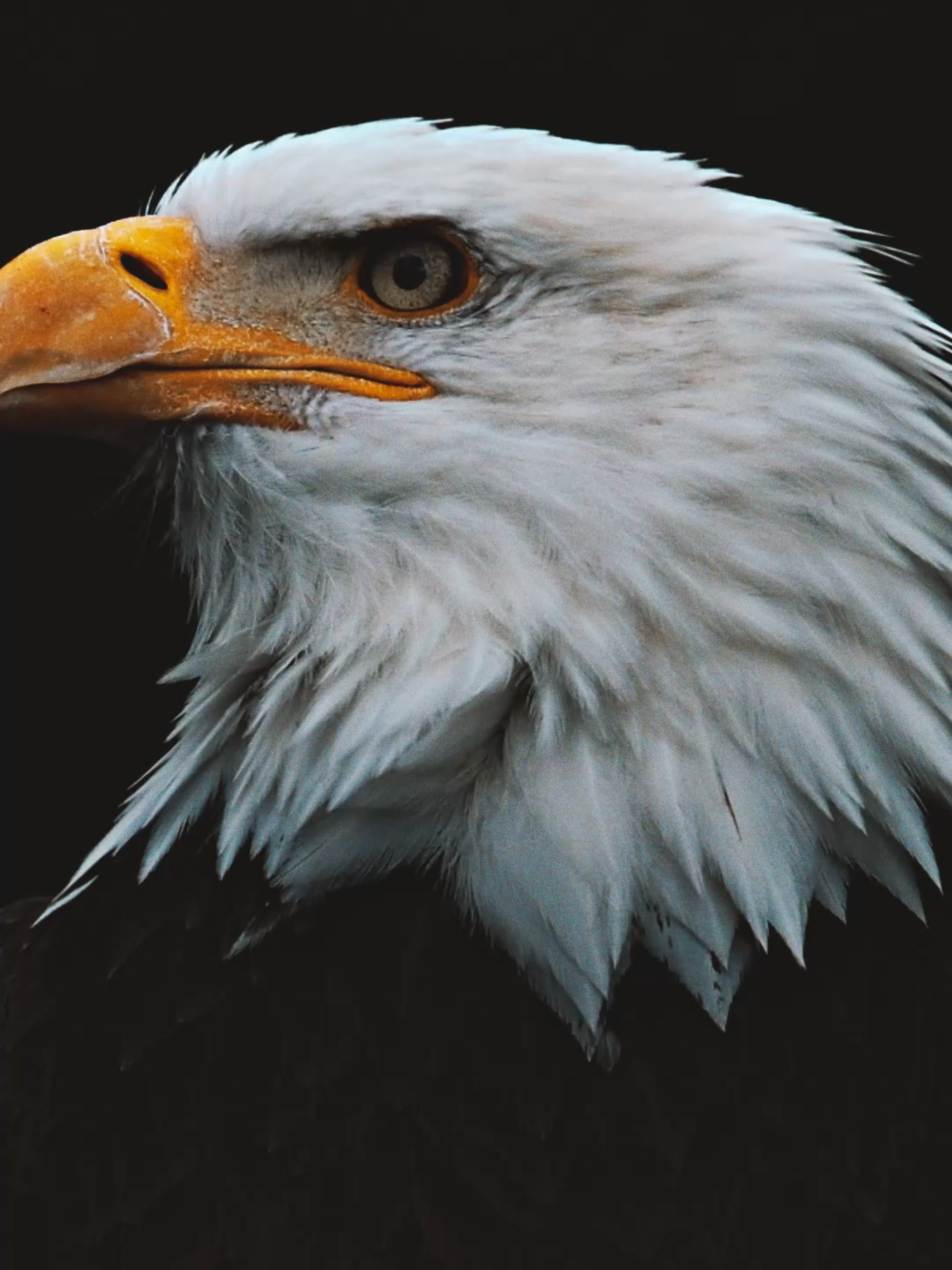 #وانەی_ئاڤا