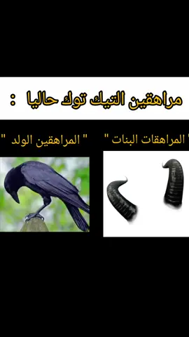 #اكسبلور #tiktok #foryou #مراهقين 