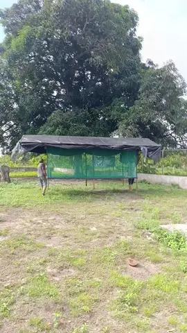 Avícola La PROVIDENCIA. ya pasamos nuestros emplumados a su jaula aeria. ya con 23 días. 