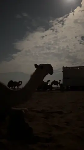 #اكسبلور #fyp 