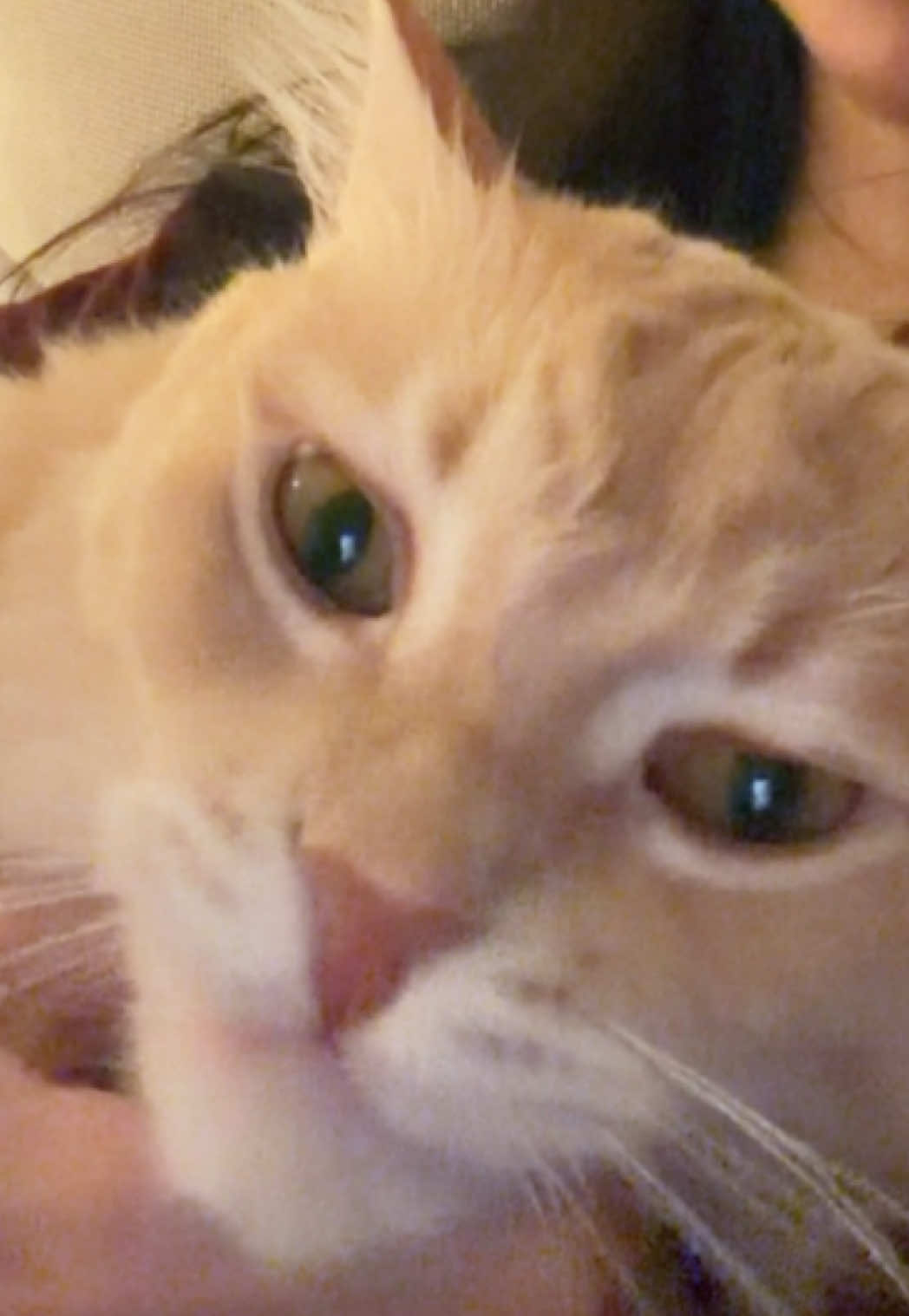 Catching up about our day #cat #fyp #foryou