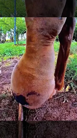 #farrier #tiktok #foryou #farriersoftiktok #viral 