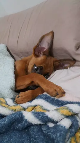 Las orejas crecen a velocidad x2 ♥️🐶