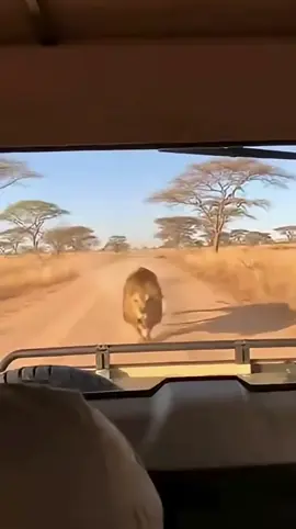 A lion breaks through glass, and the outcome is pure pandemonium! Share your thoughts, guys! #animals #lion #wildlife 