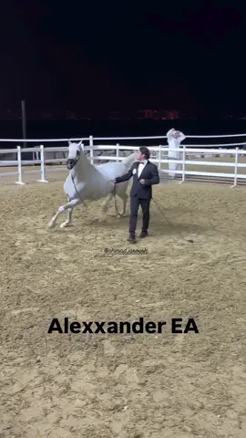 #alexsander #qatar🇶🇦 #قطر🇶🇦 #خيل_حصان_فرس_مهره_خيول_امهار_العاديات #arabianhorsesoftiktok 