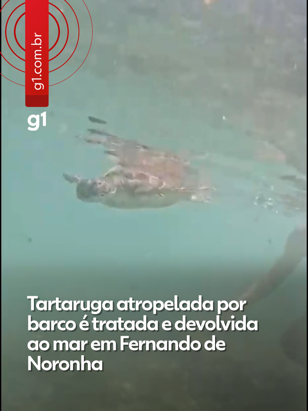 🐢 De volta ao mar! - Uma tartaruga-verde (Chelonia mydas) foi resgatada após ser atropelada por uma embarcação em Fernando de Noronha. O barco não foi identificado. O animal recebeu cuidados intensivos por dez dias e foi devolvido ao mar na sexta-feira (5), na Praia do Porto de Santo Antônio. A recuperação do animal contou com uma força-tarefa de pesquisadores do Centro e da Fundação Tamar, junto com servidores do Instituto Chico Mendes da Conservação e Biodiversidade (ICMBio).  A tartaruga tinha um corte na pele e o casco rachado por causa do impacto:  💬 “A sutura do ferimento foi feita e o casco foi reconstruído com resina. Também aplicamos antibióticos”, explicou a veterinária do ICMBio, Taysa Rocha. Os pesquisadores estimam que a tartaruga tenha três anos. Ela pesava 3,6 kg quando foi encontrada, com carapaça de 33,5 cm de comprimento e 28 cm de largura. Após os cuidados, a equipe afirma que o animal deve se recuperar totalmente: 💬
