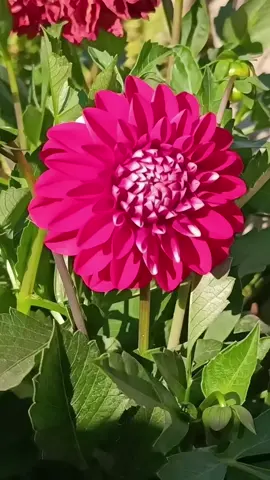 مروف بكه في ته به ر دادانت گوركا به س نه كه في ته به ر زمانئ خراب😭😭😭😭😭😭