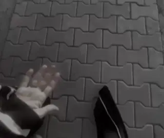 #creatorsearchinsights #actevv #fyppppppppppppppppppppppp #like #vira #foryouuuuuuuuuuuuu #viral 9:00pm باشترین…