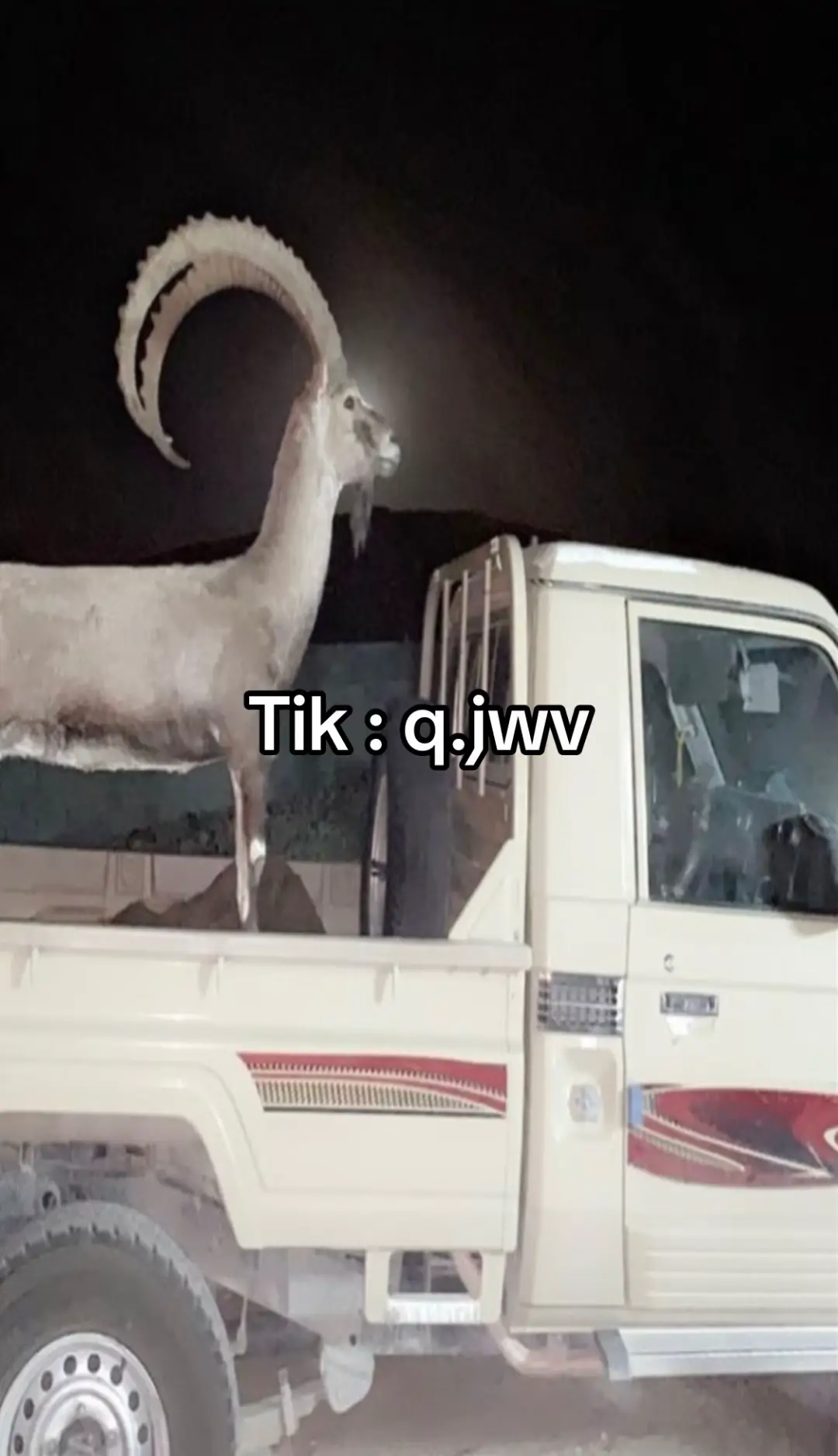 #ارشيفات_شاهين_تَرج♩🌀 #القوباء_بادية_بني_عمرو #وعل #ارشيف #شاص 