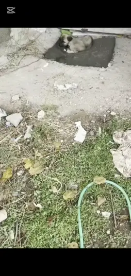 parze 4066 Rescue of a small abandoned dog with a leg problem #puppyrescue #dogsaved #helpanimals #puppysoftiktok #dogabandoned 