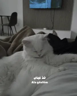 🤍توتي #mylove #mycat #foryou #foryoupage❤️❤️ 