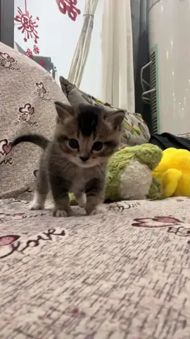 So cute #cutecat #pet #kucing #kitty #funny 