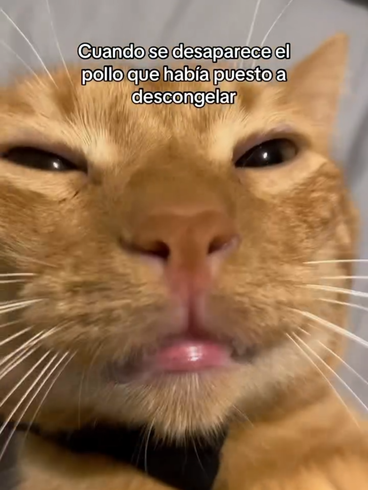 Y el Oscar es para.......Michi el Naranjoso actorazooo. El público aplaudiendo ... #michi #gatos #divertido #risas #funny