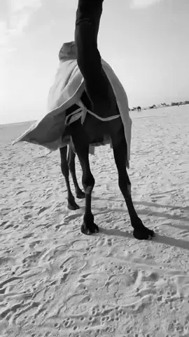 #مداعبه بسيطه🫣. #البل #طلعوهه_آكسبلور #الشتاء_قادم #parati 