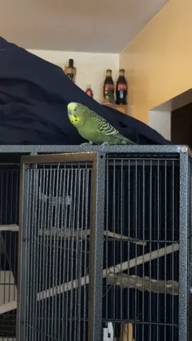 Boopy bear my Budgie talking on this Saturday afternoon.  #talkingbudgie #budgie #birds #parakeet 