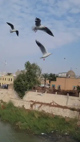 #نوارس #دجلة #جسر_الشهداء_شارع_المتنبي #durleyla 