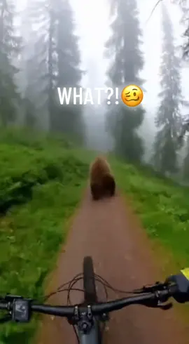 Ran into this freaky bear on my jog 😭 (song: ilyTOMMY - pretty ho3) #ilytommy #chillmusic #animals #memecut #tiktok 