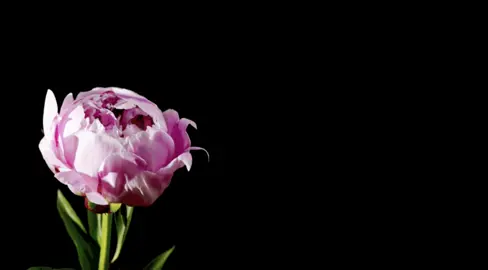 Forwards beckon rebound - Adrianne Lenker #lyric 