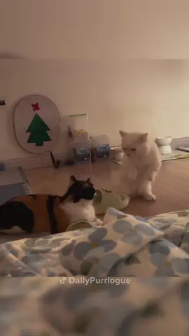 #cat #catsoftiktok #funnycats #catlover 