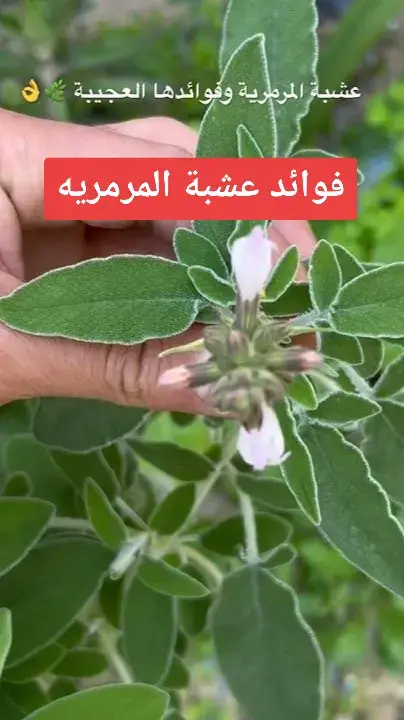 فوائد عشبة المرمريه #تغدية_صحية #تغدية #صحة_عامة #اعشاب #اعشاب_طبيعيه_فوائد #مرمريه #عشبة #اعشاب #علاج_بالاعشاب #herbs #صلوا_على_النبي #صلوا_على_رسول_الله #فوائد_صحية #اعشاب_طبيعيه_فوائد 