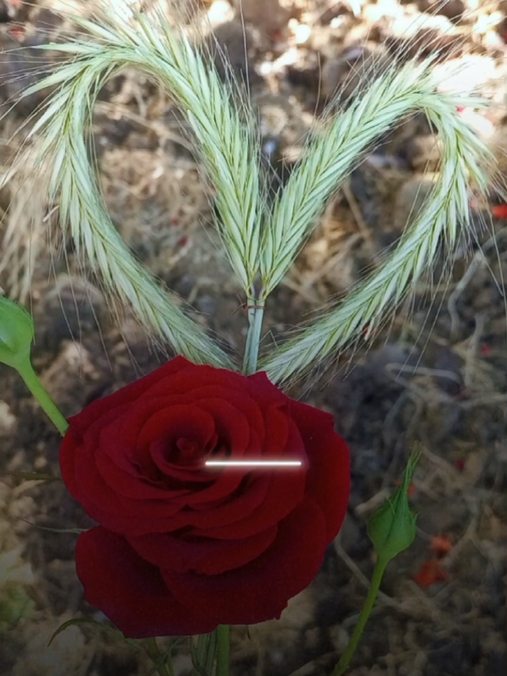 #CapCut #يا_حبي واشواقي ❤️ #عبدالله_عبار #منشن_للي_تحبه #lavendr81 