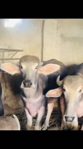 #ابوچوسيان #مشاءالله_تبارك_الله_اذكروالله🧿👑 #مشاهير #fyppppppppppppppppppppppp #