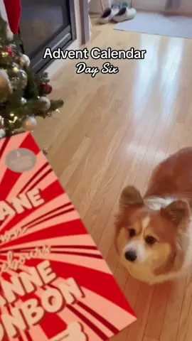The hops were very enthusiatic today 🥲❤️ #adventcalendaropening #corgisoftiktok #weratedogs 