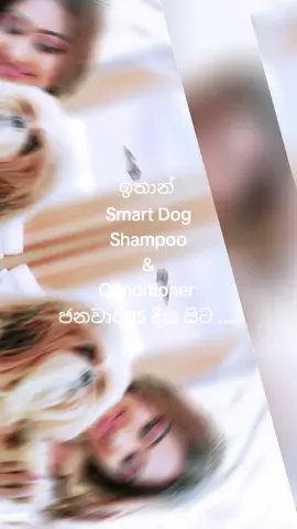 ඉතාන්ගෙ නමින් Dog shampoo and conditioner එකක් ඉතාන්ගේ ජන්ම දින ජනවාරි 15 සිට ....🥰 @Gayathri Dias #ඉතාන්boy #fyp #fy #pets #PetsOfTikTok 