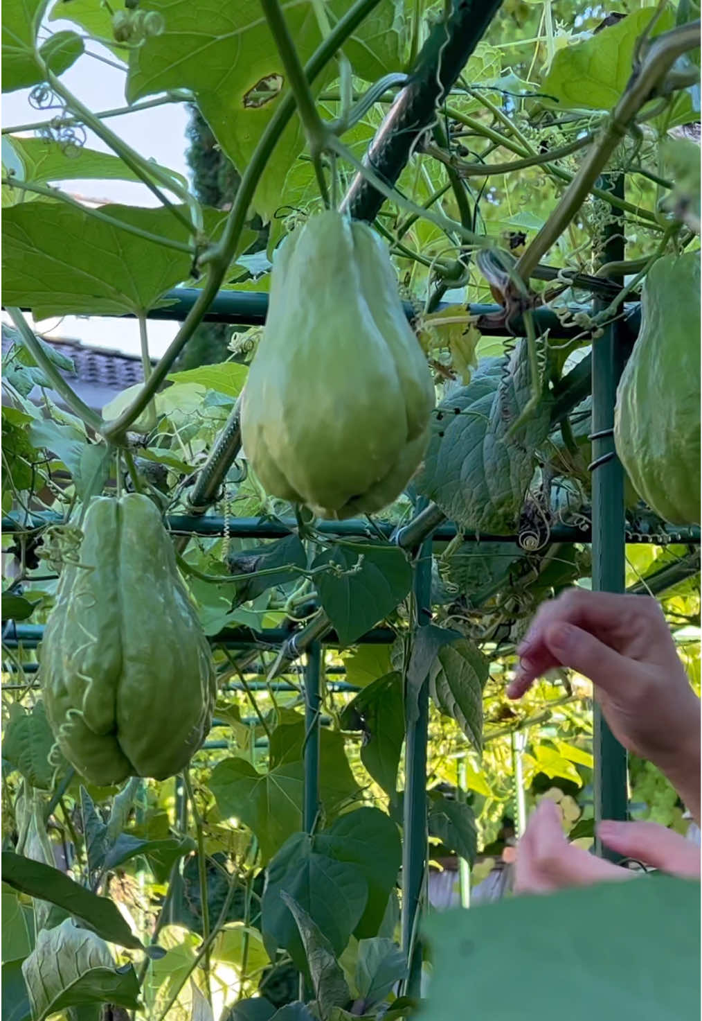 You won't believe these grow in Canada 🇨🇦  #asmr #satisfying #nature #harvest #gardenharvest 