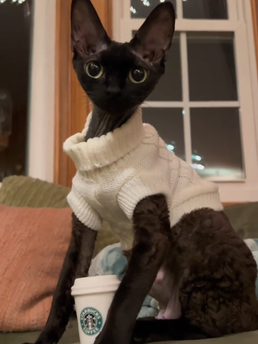 sweater weather #devonrex #cat #cats #devonrexcat #yokokat 