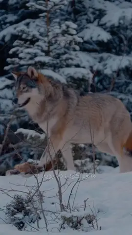 والله راسته 🔥🐺 #الحمدالله_علی_کل_حال❤ #fyp #اللهم_صلي_على_نبينا_محمد #صلوا_على_رسول_الله #hazh4rr 