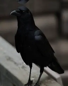 😂😂#غراب #شعب_الصيني_ماله_حل😂😂 #فيديوهات #مابيه_حيل_اخلي_هاشتاكات #اكسبلورexplore 