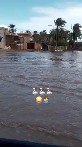 بحيرة بط 🦢🦢😂🤦‍♂️ #الشعب_الليبي_ماله_حل  #غرقنا_عمو_سامي😂  #🤦‍♂️  #😂😂😂  #💔😂 