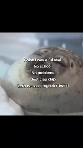 Silly🦭#seal #sealife #silly #fyp #sillyseal 